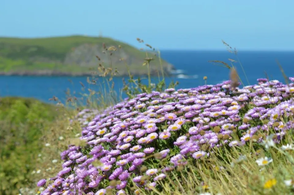 Polzeath and the North Cornwall coast